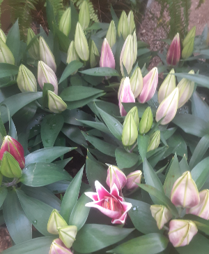Special Order Lilly Plants Plant 