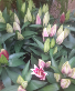 Special Order Lilly Plants Plant 