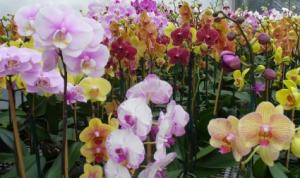 Special Orders Phalaenopsis Orchids Plant in Katy, TX | KD'S FLORIST & GIFTS Special Orders Phalaenopsis Orchids Plant in Katy, TX | KD'S FLORIST & GIFTS