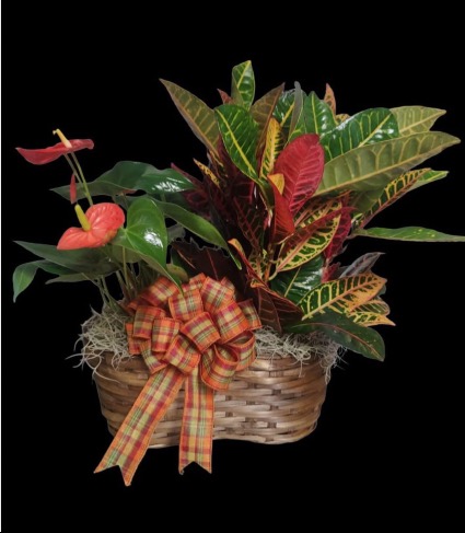 **Special** Plant of The Month Plant