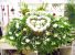 Purchase this funeral home arrangement