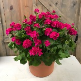Specimen Geranium Planter 