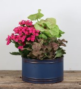 Blues Planter Indoor Plants