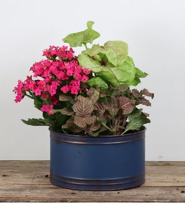 Blues Planter Indoor Plants in Delta, BC | FLOWERS BEAUTIFUL