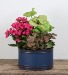 Blues Planter Indoor Plants