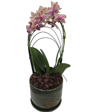 Speckled Orchid 