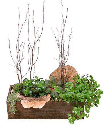 Spectacular Succulents Succulent Planter in Washburn, ND | Frontier Floral & Gifts