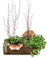 Spectacular Succulents Succulent Planter