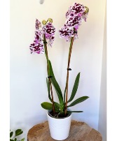 Speechless Elegance Orchid Blooming Plant