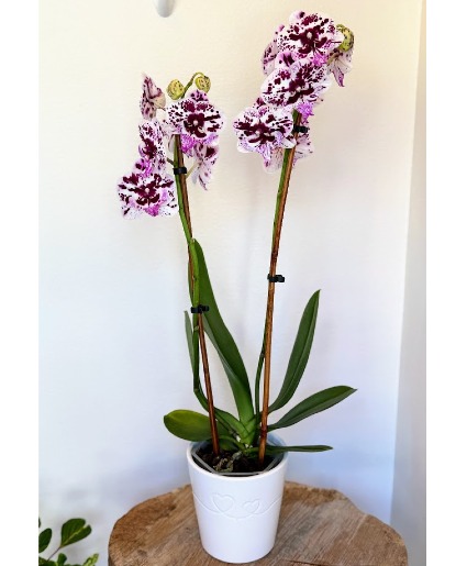 Speechless Elegance Orchid Blooming Plant