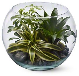 Sphere of Tranquility Plants For Him in Los Angeles, CA | MY BELLA FLOWER Sphere of Tranquility Plants For Him in Los Angeles, CA | MY BELLA FLOWER