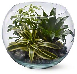 Sphere of Tranquility Plants For Him