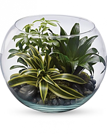 Sphere Of Tranquility Terrarium All Occasions