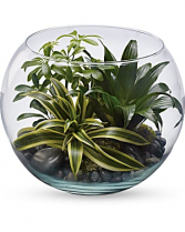 Sphere Of Tranquility Terrarium Plants