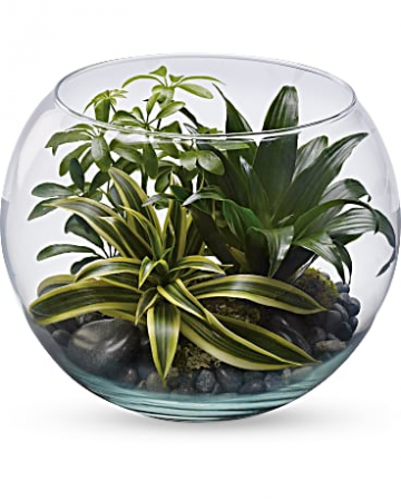 Sphere Of Tranquility Terrarium Plants