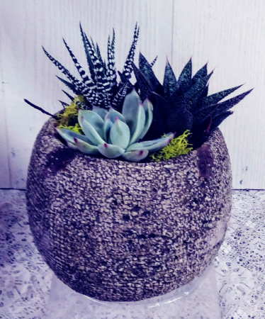 Sphere Succulent Garden