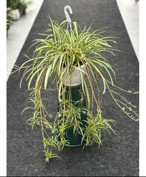 Spider Handing Plant  Hanging Plant 