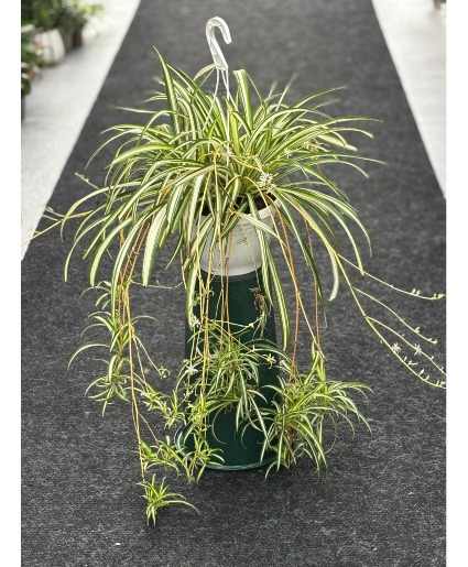 Spider Handing Plant Hanging Plant