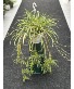 Spider Handing Plant  Hanging Plant 