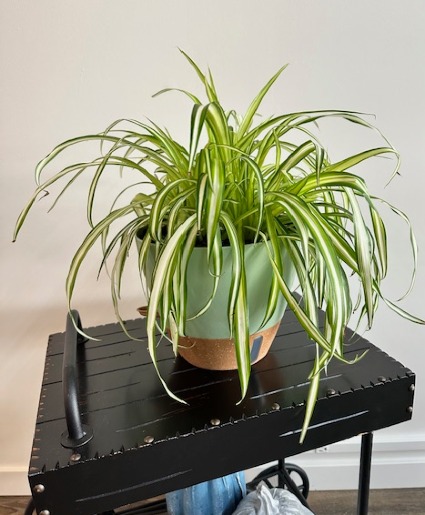 Spider Plant 