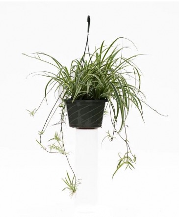Spider Plant Hanging Basket houseplant  in Anthony, KS | J-MAC FLOWERS & GIFTS