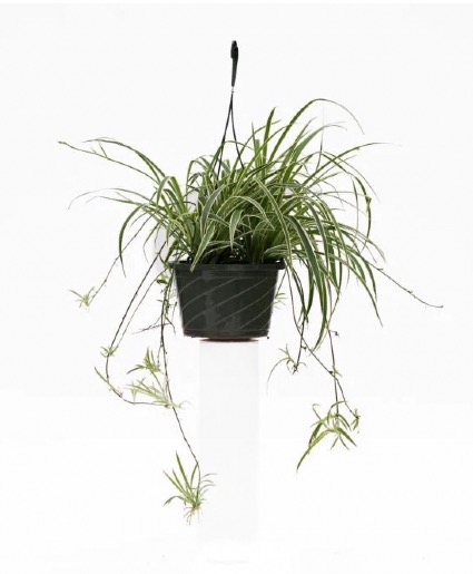 Spider Plant Hanging Basket houseplant 