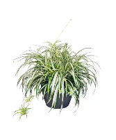 Spider Plant House Plant