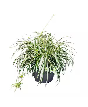 Spider Plant House Plant