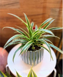 Spider Plant in Blue Container