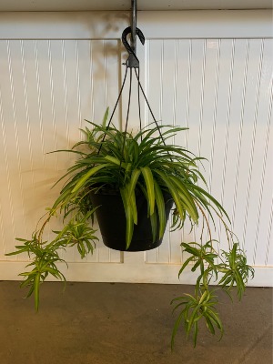 spider plant Plant
