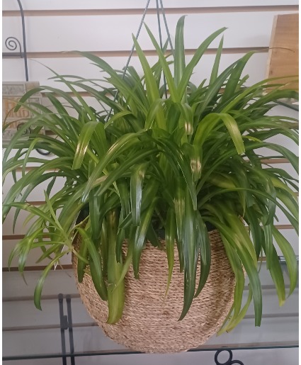 Spider Plant & Pot Houseplant & Pot