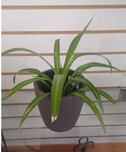 Spider Plant & Pot Houseplant & Pot