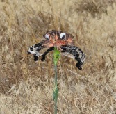 Spider Single stem add on