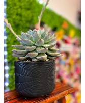 Spider Web Succulent House Plant