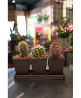 Spike Trike  Cactus Planter 