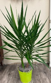 Spineless Yucca Green Plant
