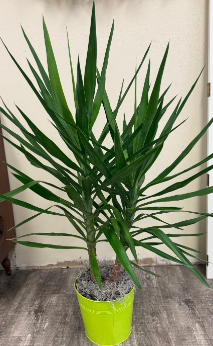 Spineless Yucca Green Plant