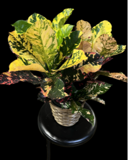 Splash Croton Plants
