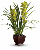 Splendid Orchids Plant