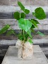 Split Leaf Philodendron  Indoor green plant in bark cube with a lace/twine bow