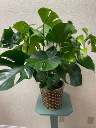 Split Leaf Philodendron  Plant in Raymore, MO | COUNTRY VIEW FLORIST LLC
