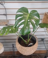 Splitleaf Monstera Plant & Pot Houseplant & Pot