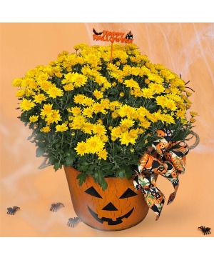 Spooktacular Mum Potted Mum