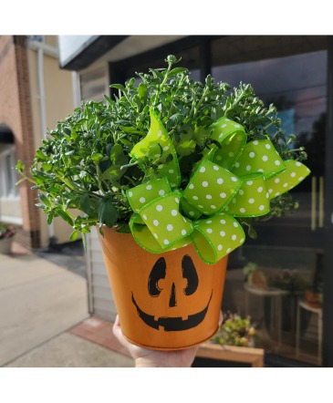 Spooky Sprouts Chrysanthemum Plant in Catonsville, MD | BLUE IRIS FLOWERS
