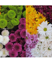  Daisy Mums and Buttons Starting at $3.29 per bunch
