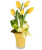 SPREAD THE JOY Tulip Arrangement