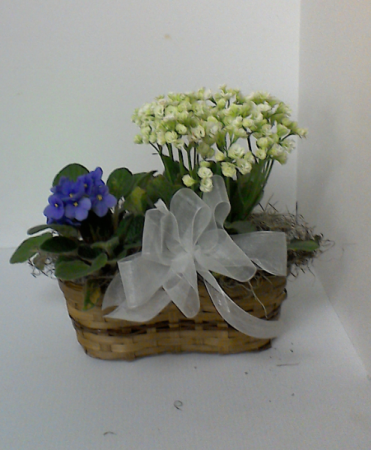 Spring Basket Blooming plant