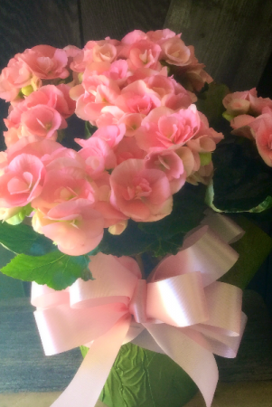 Begonia Plant Beautiful blooming plant for indoors or out