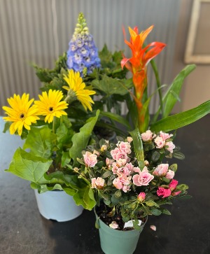 Spring Bloomer Plant