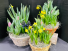 Spring Blooming Bulb Garden blooming plants dishgarden